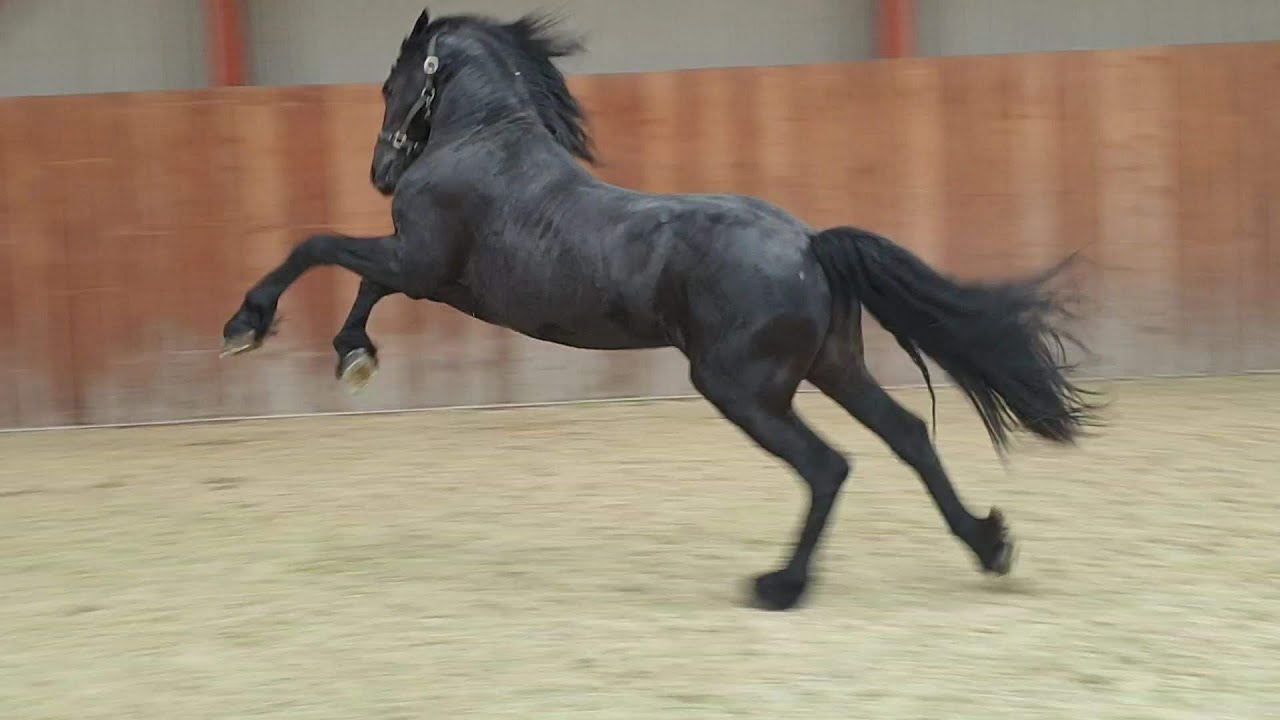 Friesian Horse Kicking Back and Enjoying Himself